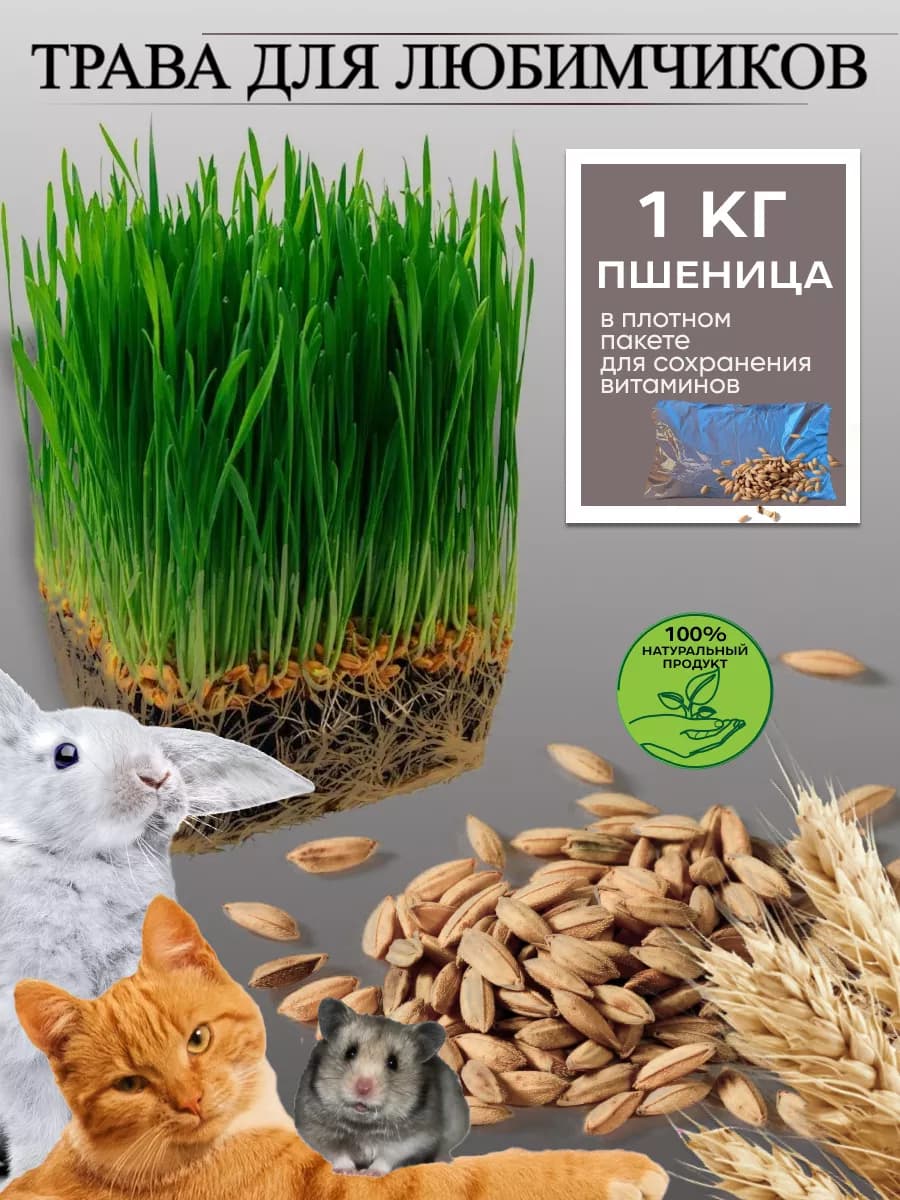 Трава для кошек. пшеница 0,5 кг