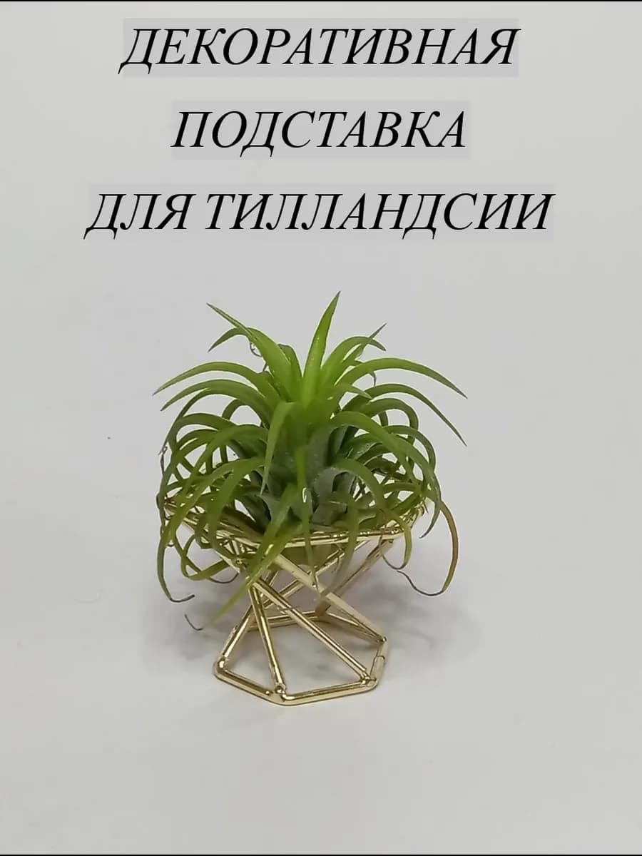 Подставка декоративная для тилландсий