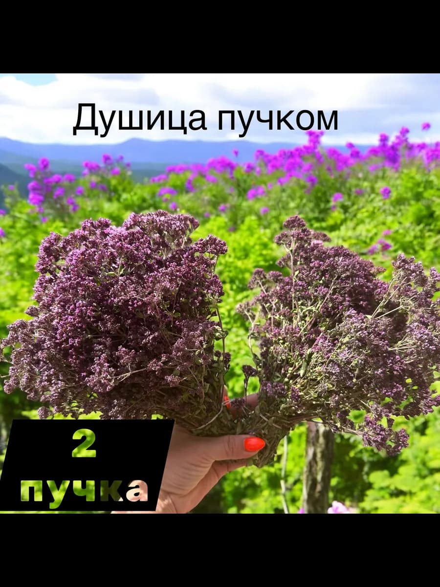 Душица (орегано) сушенная пучком 2 шт