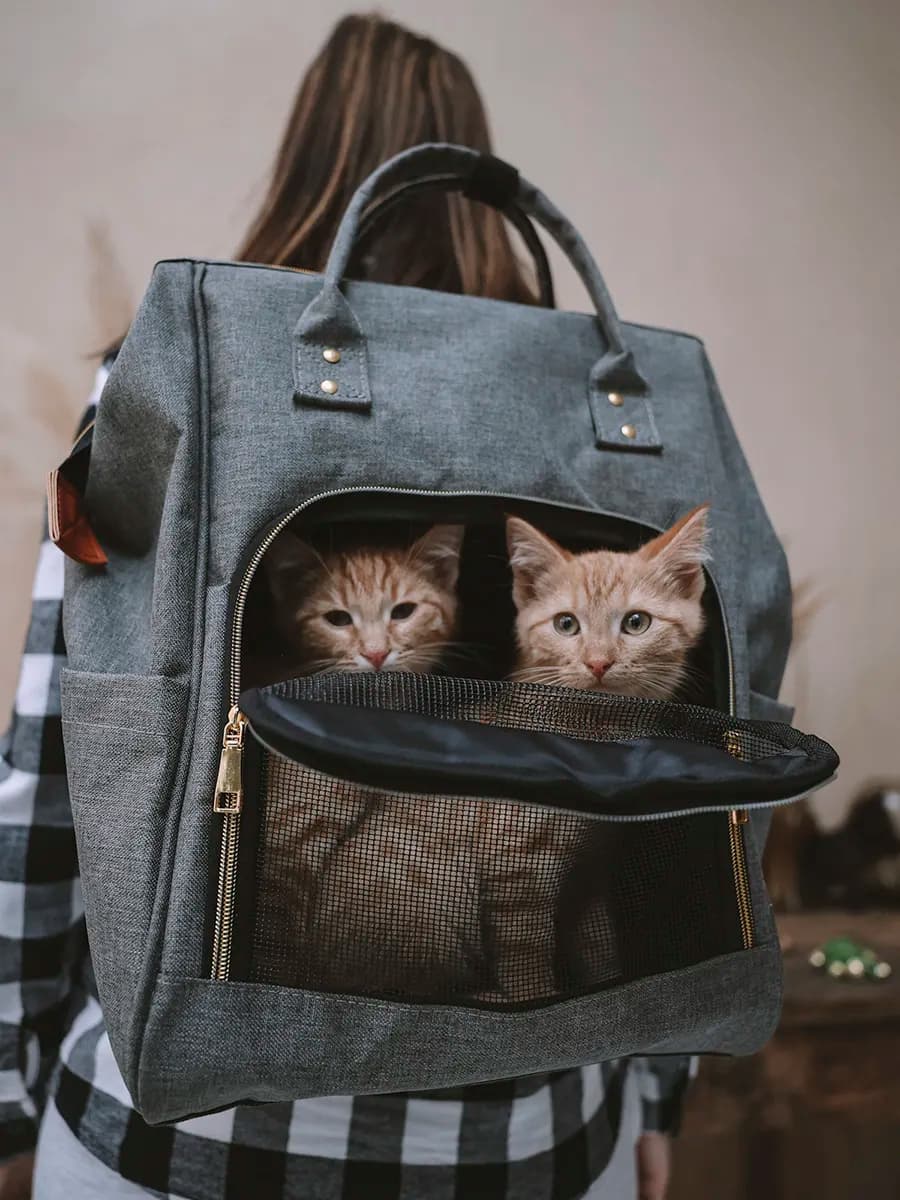 Рюкзак переноска для кошек и собак сумка